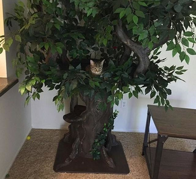 Amazing Cat Trees that look like real Trees
