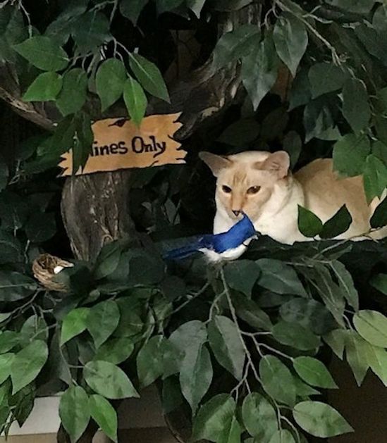 Maine Coon Cat Tree