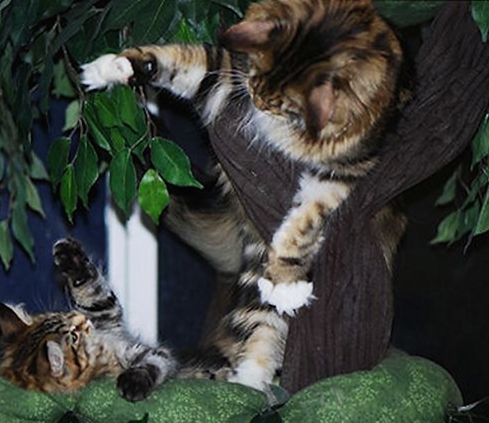 The Best Cat Trees for Maine Coon Cats