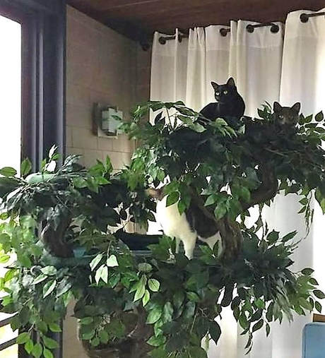 Sturdy Cat Trees