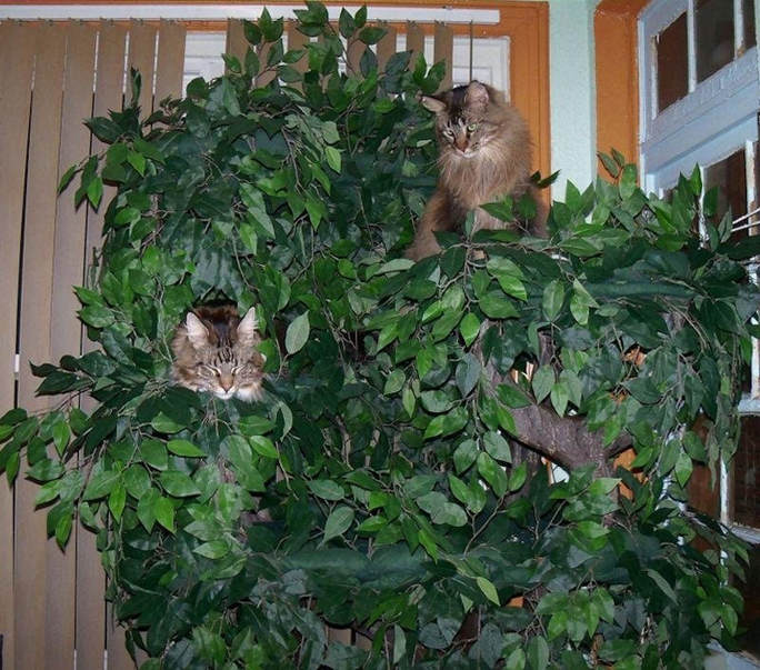 ​Maine Coon Cat Trees