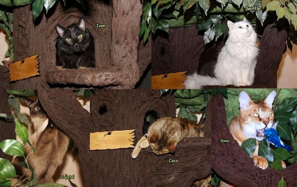 Sturdy Cat Trees from A Fantasy Forest