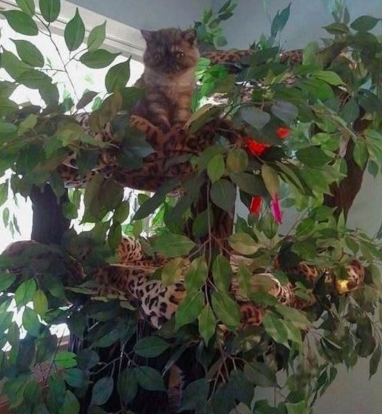 Sturdy Cat Trees