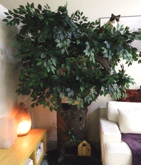 Amazing Cat Tree