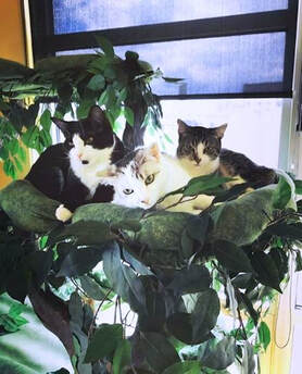Cat Trees for Multiple Cats