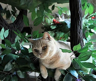 Heavy duty cat trees
