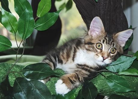 Cat Trees for Maine Coon Cats