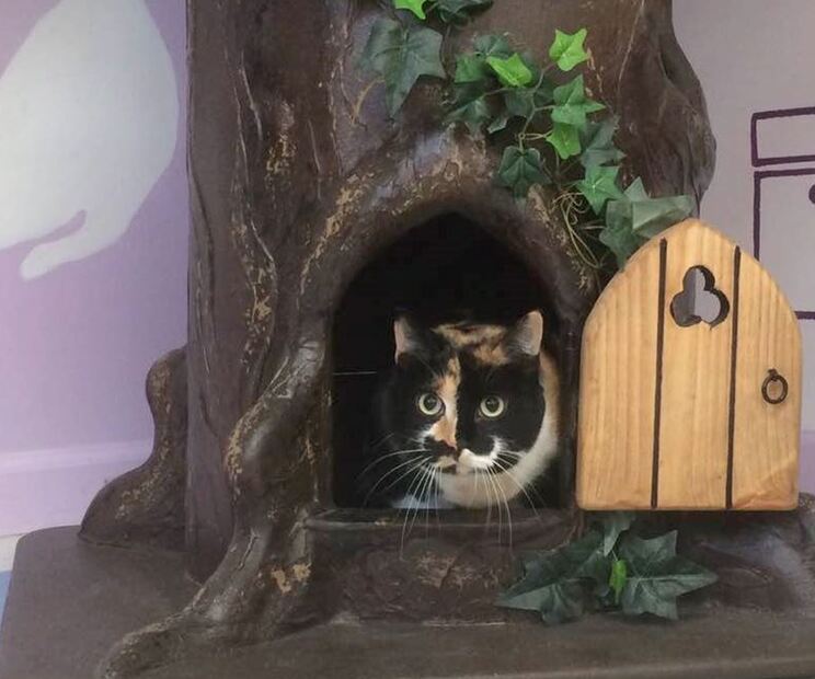 Wood Cat Furniture