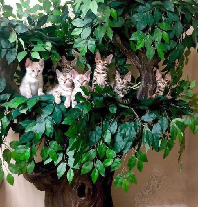 Best Cat Trees for Multiple Cats