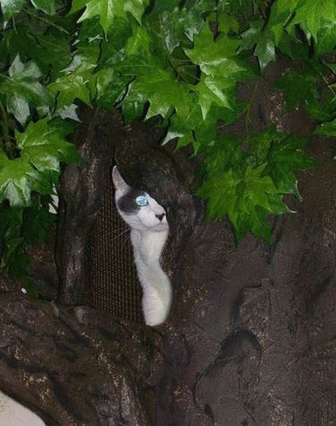 Luxury Cat Trees