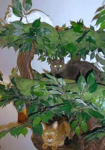 A Fantasy Forest, the Ultimate in Cat Trees