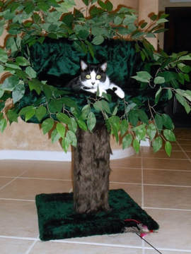 Cat Trees that look like Trees