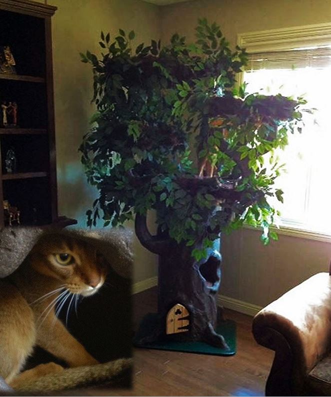 ​Unique Cat Trees
