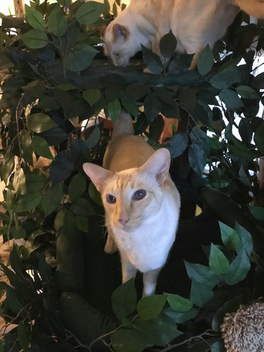 Ultimate Cat Trees
