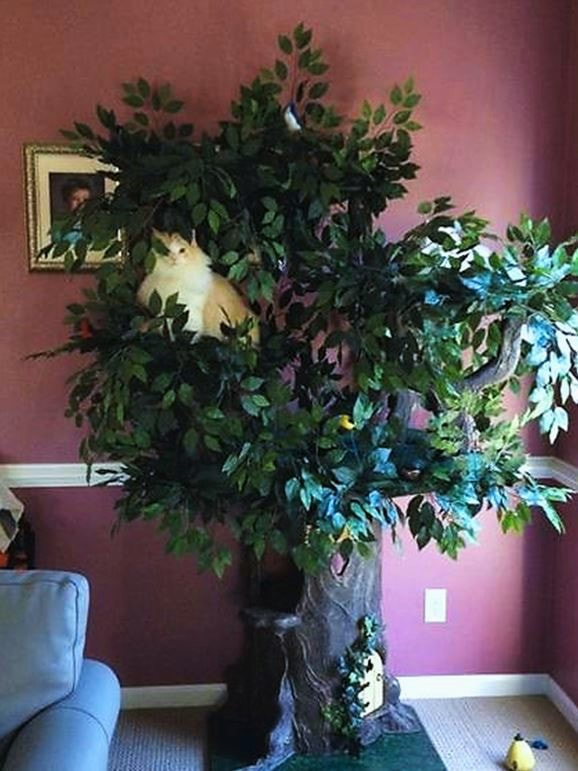Best Cat Tree