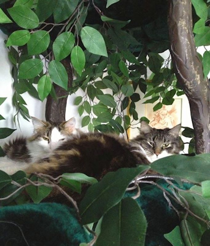 Luxury Cat Trees 