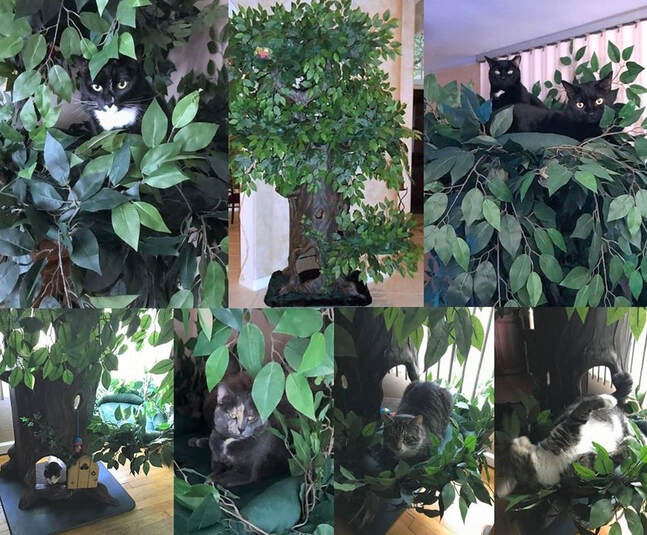 Fun Cat Trees