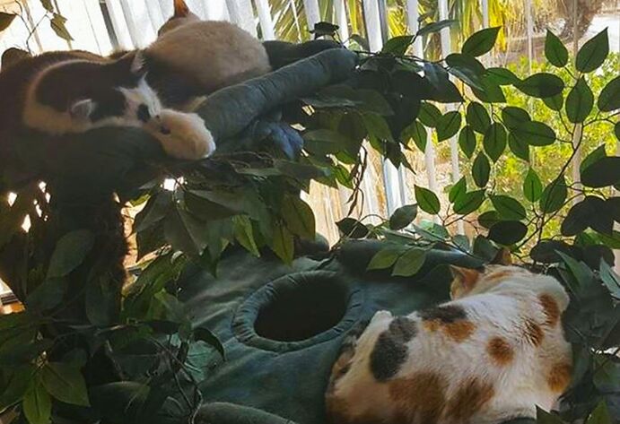Large Cat Trees for Multiple Cats