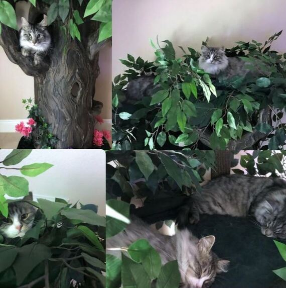 Unique Cat Trees - The Ultimate Cat Tree 