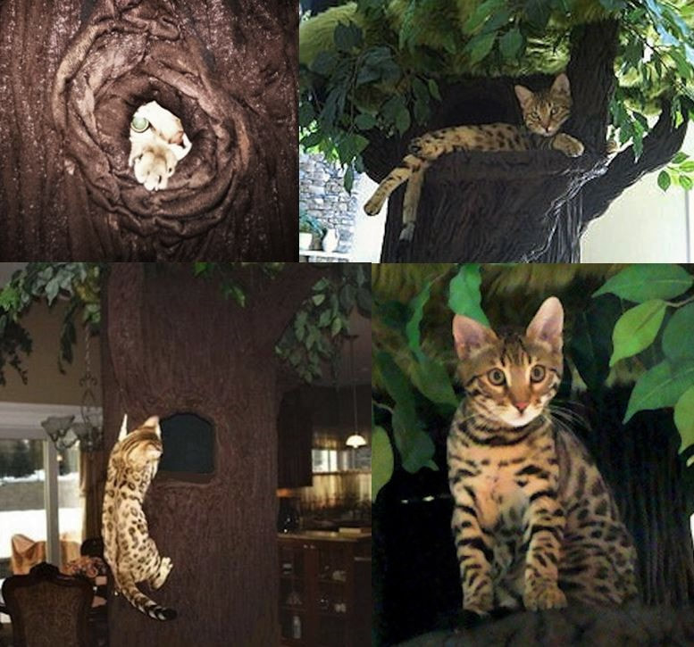 Tall Cat Trees, Tall Cat Furniture