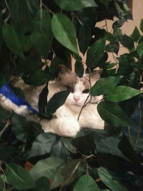 ​Sturdy Cat Trees